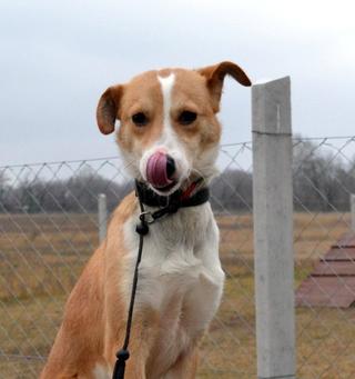 Arielle, Mischlingshündin, geb. ca. Januar 2016 31656689uu