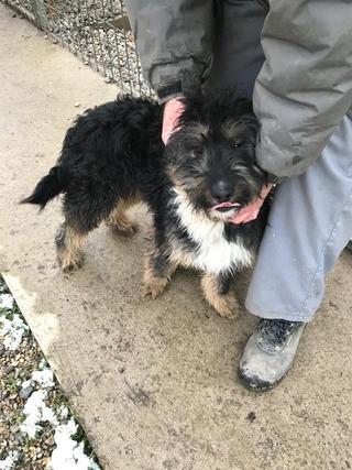 Buddy lebt jetzt glücklich in Ungarn! 31681115ao