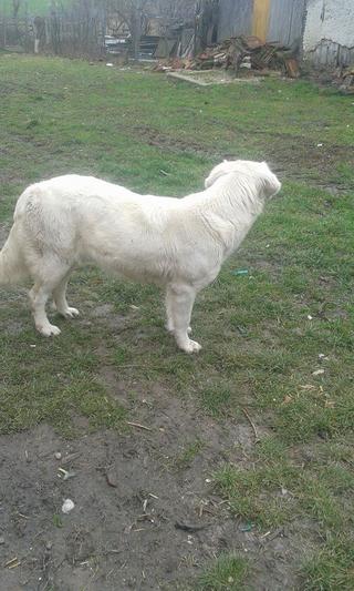 Maja, Labrador-Kuvasz-Mischlingshündin, geb. ca. 2016 31691999im