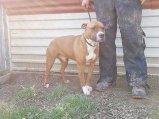 Zeus hat ein neues Zuhause gefunden 31733474lu