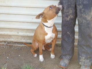 Zeus hat ein neues Zuhause gefunden 31733476qh