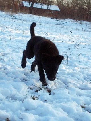 Ebony, Mischlingshündin, geb. ca. Oktober 2017 31734509eh