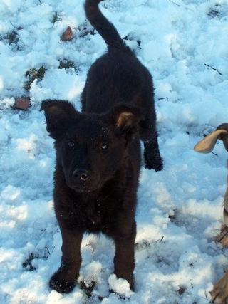 Ebony, Mischlingshündin, geb. ca. Oktober 2017 31734510he