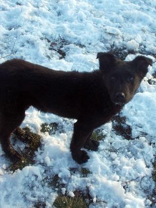 Ebony, Mischlingshündin, geb. ca. Oktober 2017 31734511ky