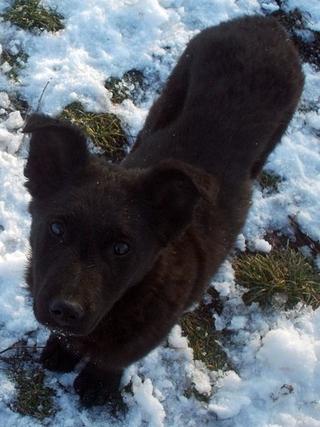 Ebony, Mischlingshündin, geb. ca. Oktober 2017 31734514ul