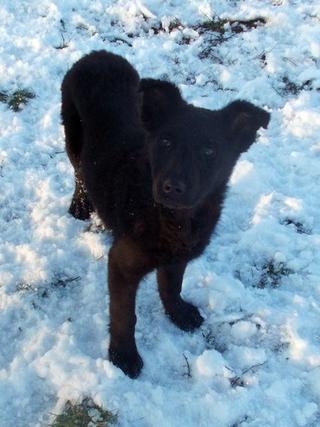 Ebony, Mischlingshündin, geb. ca. Oktober 2017 31734516cu