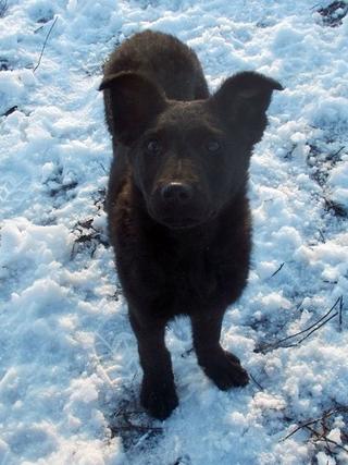 Ebony, Mischlingshündin, geb. ca. Oktober 2017 31734517ws