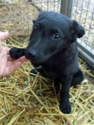 Ebony, Mischlingshündin, geb. ca. Oktober 2017 31734522eu