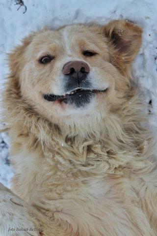 Dusty, Golden-Retriever-Mischlingsrüde, geb. ca. März 2012 31788766mm