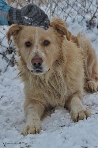 Dusty, Golden-Retriever-Mischlingsrüde, geb. ca. März 2012 31788767ev