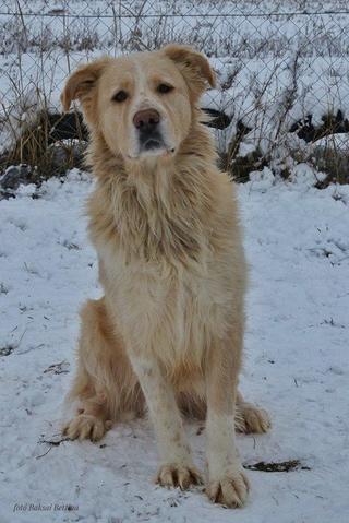 Dusty, Golden-Retriever-Mischlingsrüde, geb. ca. März 2012 31788769df