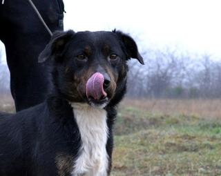 Robi, Monor/Lesencetomaj lebt glücklich in Österreich 31789186jd