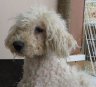 Romeo - ohne Julia - sucht ein Zuhause 3188342