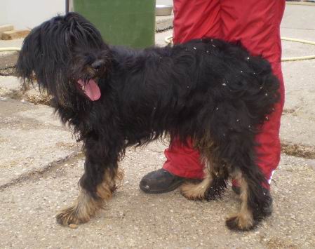 Lola, Gos-Mix, 3 Jahre, RESERVIERT 3188400