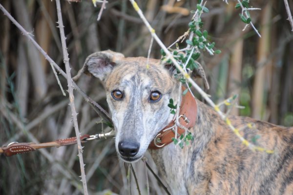 Galgo Gurtel (jetzt MANGO) aus San Anton sucht ... 3192014