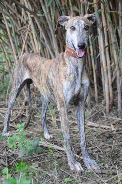 Galgo Gurtel (jetzt MANGO) aus San Anton sucht ... 3192016