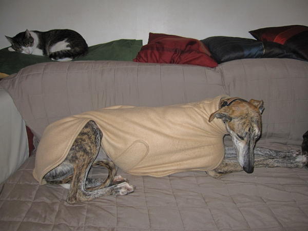 Galgo Gurtel (jetzt MANGO) aus San Anton sucht ... 3194230