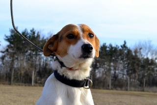 Blanka, Whipet-Beagle-Mischlingshündin, geb. ca. Januar 2016 32033646bp