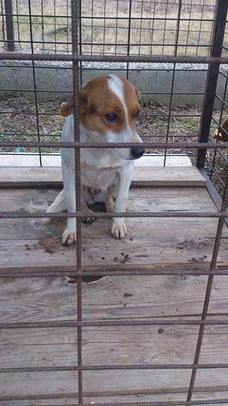 Blanka, Whipet-Beagle-Mischlingshündin, geb. ca. Januar 2016 32033665xu