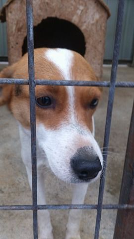 Blanka, Whipet-Beagle-Mischlingshündin, geb. ca. Januar 2016 32033667rv