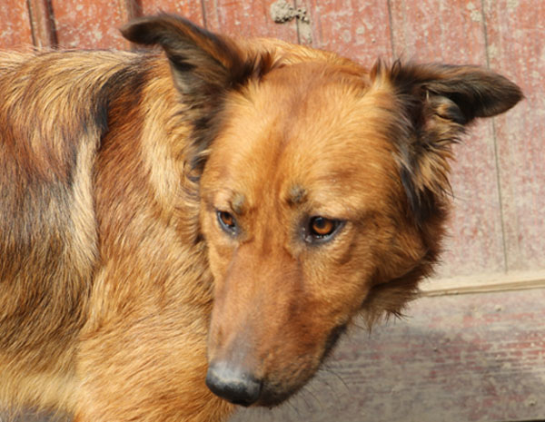 Stella - wunderschöne unsichere Hundedame sucht einfühlsame Menschen 32060529ib