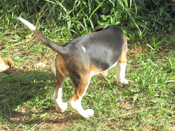 Beagle SAM aus Andalusien sucht ... 3206337