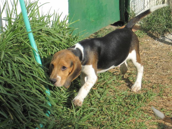 Beagle SAM aus Andalusien sucht ... 3206338