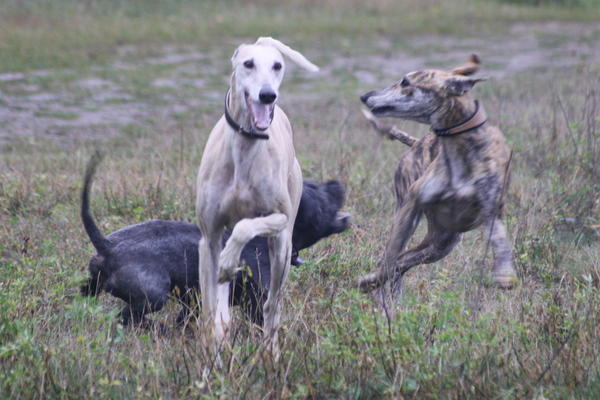 Galgo Gurtel (jetzt MANGO) aus San Anton sucht ... 3206793