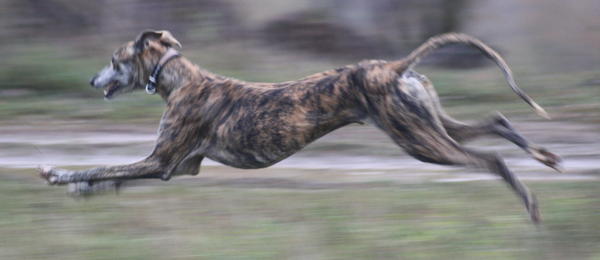 Galgo Gurtel (jetzt MANGO) aus San Anton sucht ... 3206798