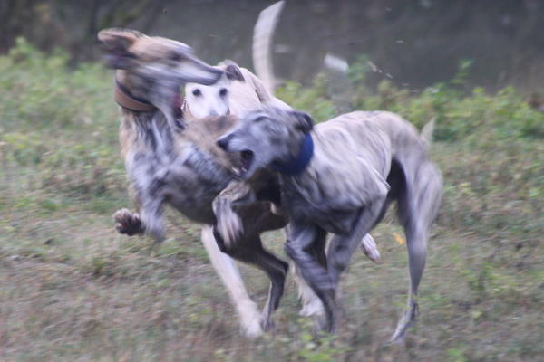 Galgo Gurtel (jetzt MANGO) aus San Anton sucht ... 3206801