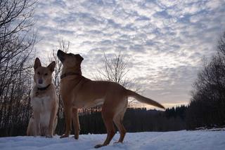 Bori, Mischlingshündin, geb. ca. Januar 2014 32069485rj