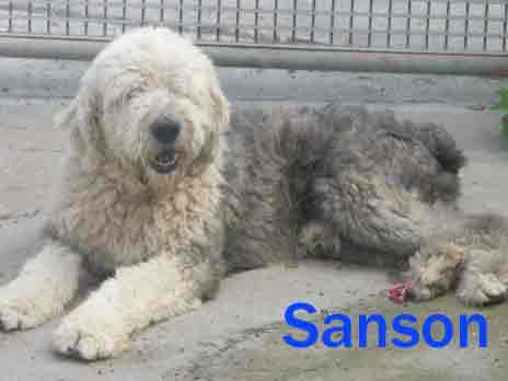 Bobtail Sanson sucht dringend ein neues Zuhause 3215103