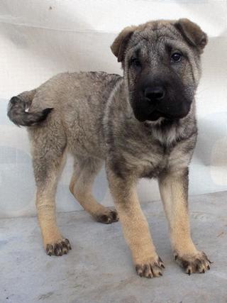 Leila, Sharpei-Mischlingshündin, geb. ca. Dezember 2017 32152446he