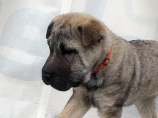 Leila, Sharpei-Mischlingshündin, geb. ca. Dezember 2017 32152454hm