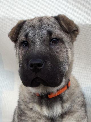 Leila, Sharpei-Mischlingshündin, geb. ca. Dezember 2017 32152457ea