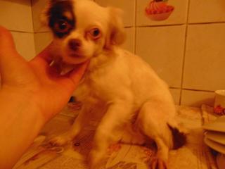 Alyssa, Chihuahuahündin, geb. ca. Dezember 2015 32169043qy