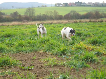 Galgo-Mischling DANTE aus der Perrera Jerez ... - Seite 3 3228468