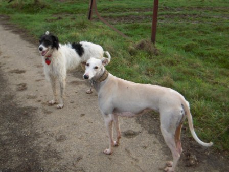 Galgo-Mischling DANTE aus der Perrera Jerez ... - Seite 3 3228473