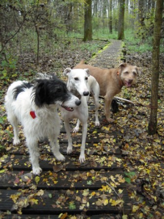 Galgo-Mischling DANTE aus der Perrera Jerez ... - Seite 3 3228476