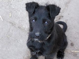 Rose, Terriermischlingshündin, geb. ca. Januar 2018 32300653jp