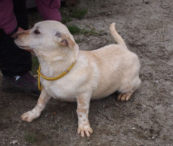 Kifli - der hübsche Hundebub wurde an der Fahrbahn gefunden 32347220lq