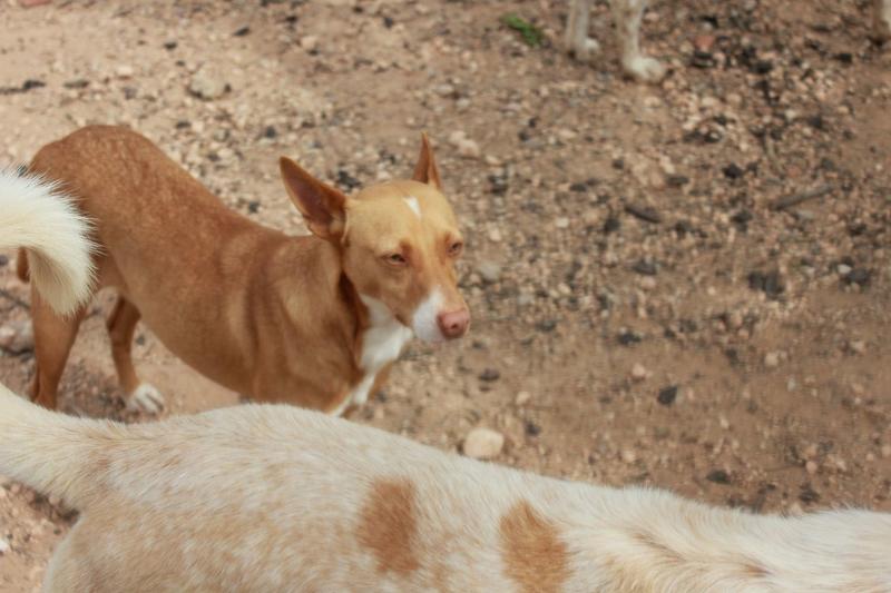 Bildertagebuch - ONIX, ein Hund zum Verlieben Zuhause in Spanien gefunden! 32360368cj