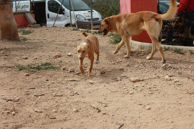 Bildertagebuch - ONIX, ein Hund zum Verlieben Zuhause in Spanien gefunden! 32360375gp