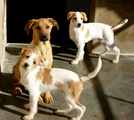 Bildertagebuch - Jimbo, süßer Hundebub möchte die Welt entdecken...ZUHAUSE IN SPANIEN GEFUNDEN! 32513026lk