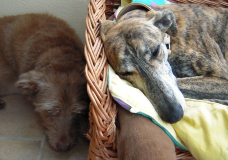 Galgo Gurtel (jetzt MANGO) aus San Anton sucht ... 3253577