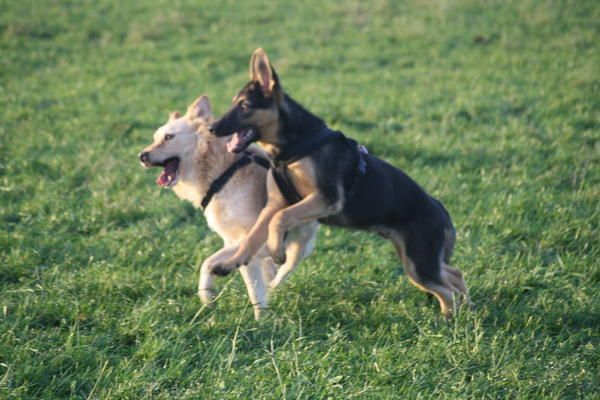 Schäferhund MADOX aus Gesser ... - Seite 2 3253992