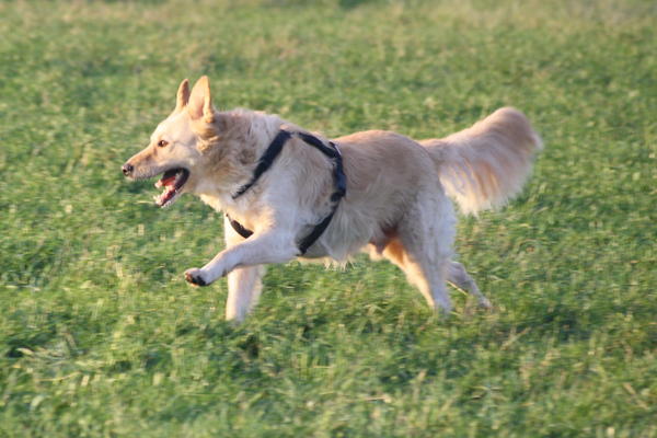 Schäferhund MADOX aus Gesser ... - Seite 2 3253993