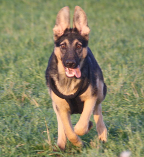 Schäferhund MADOX aus Gesser ... - Seite 2 3254001