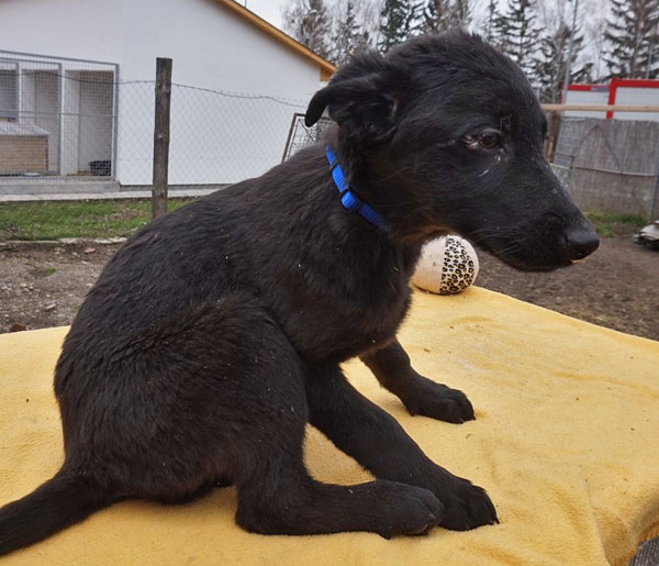 Mogli -  herziger Hundebub sucht Streicheleinheiten 32550494kk