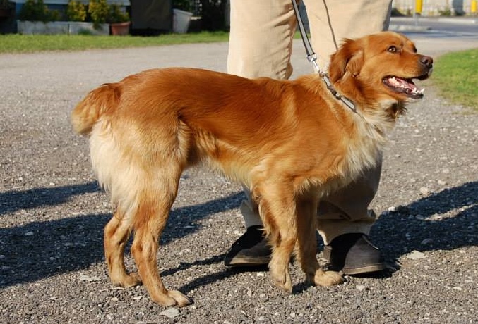 Bildertagebuch - SOUL, eine Seele von Hund...in ITALIEN ZUHAUSE GEFUNDEN! 32562062pe